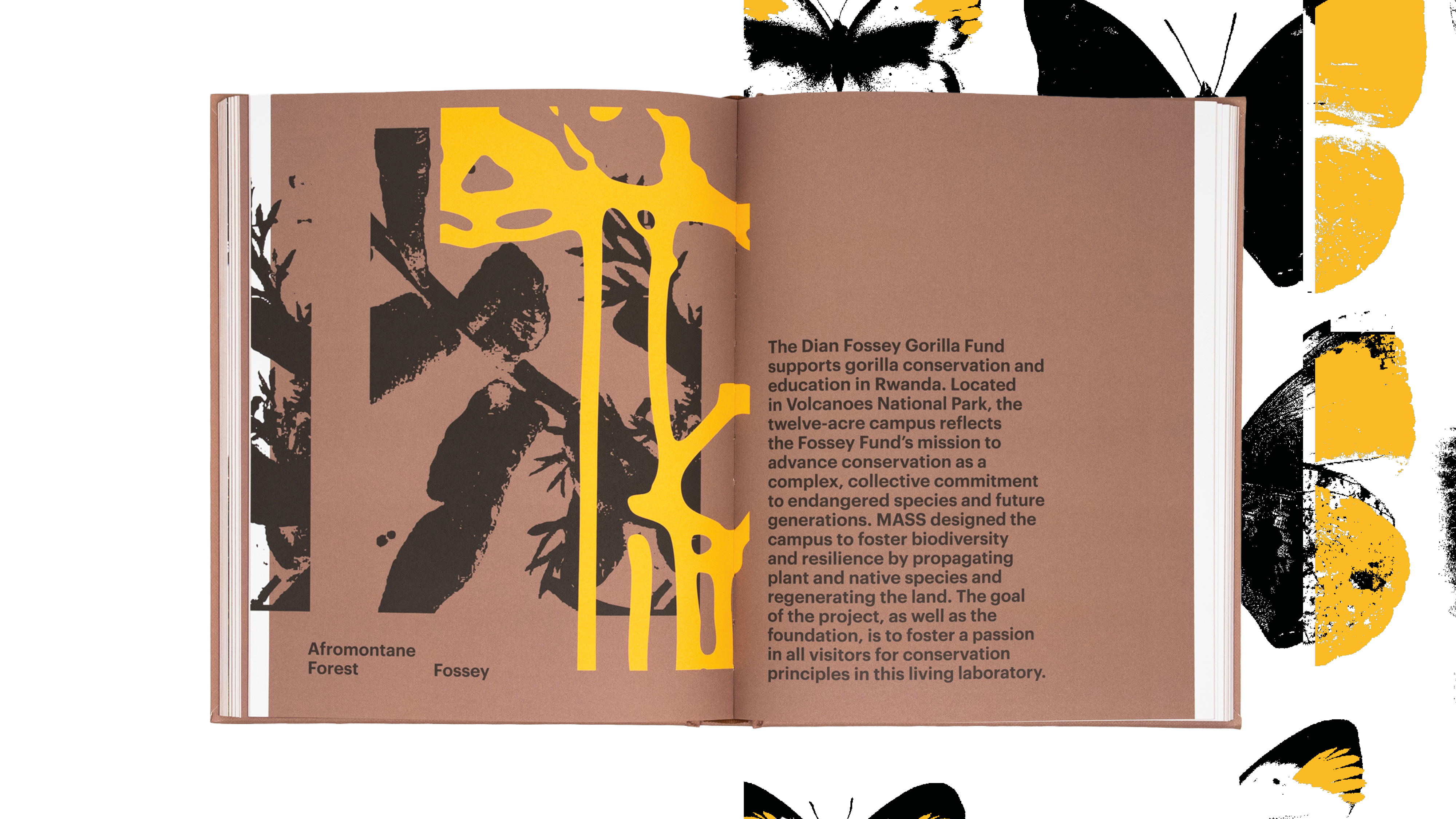 Mailchimp header seeking Abundance