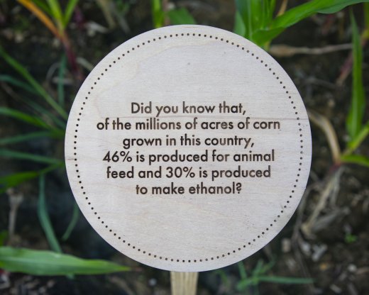 Corn/Meal