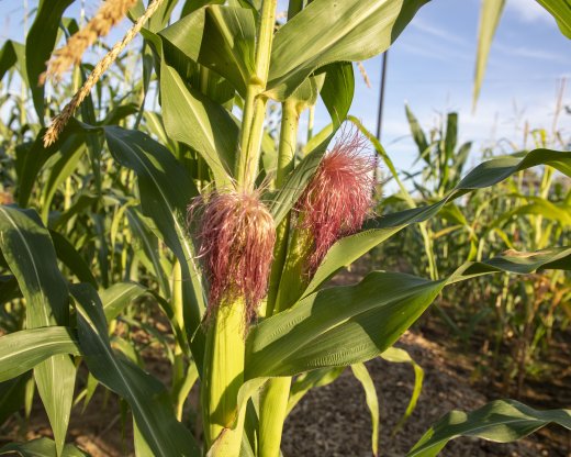 Corn/Meal